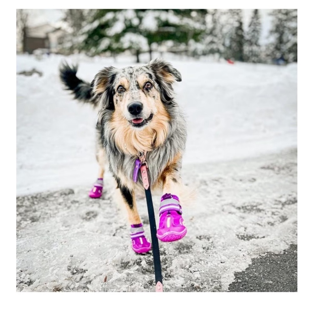 QUMY Dog Boots Waterproof Anti-Slip Reflective Shoes Purple Size 2 4-Pack + Free